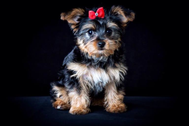 Dolly the Yorkshire Terrier puppy - first pet portrait shoot