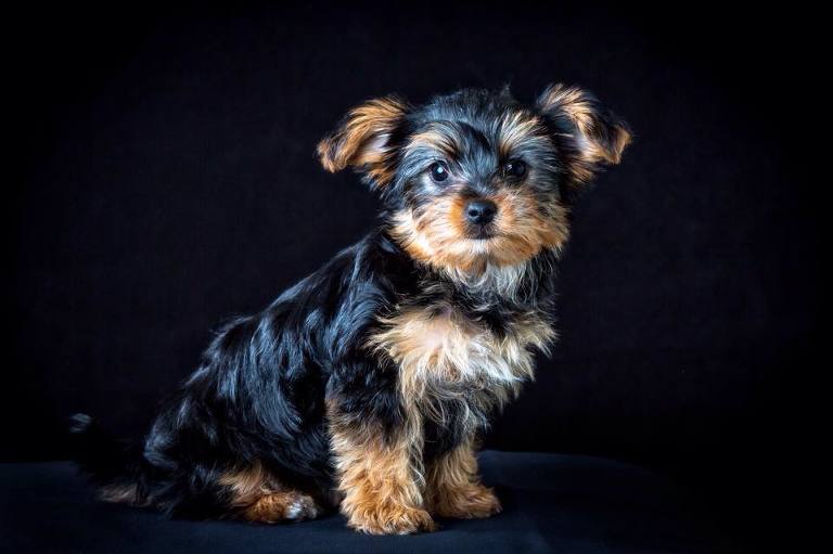 Dolly the Yorkshire Terrier puppy - first pet portrait shoot