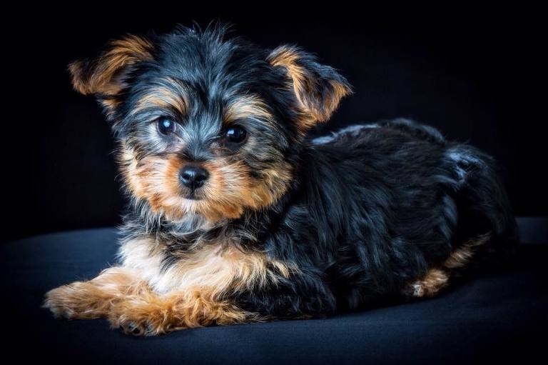 Dolly the Yorkshire Terrier puppy - first pet portrait shoot