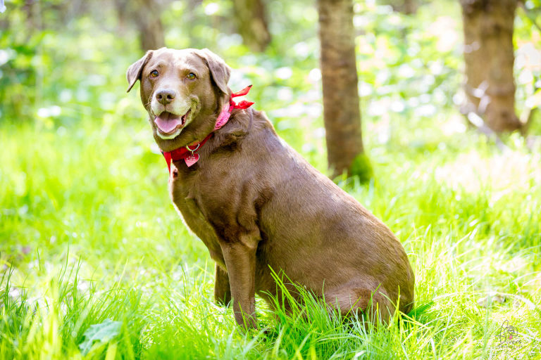 Chocolate brown Labrador, Pet photo